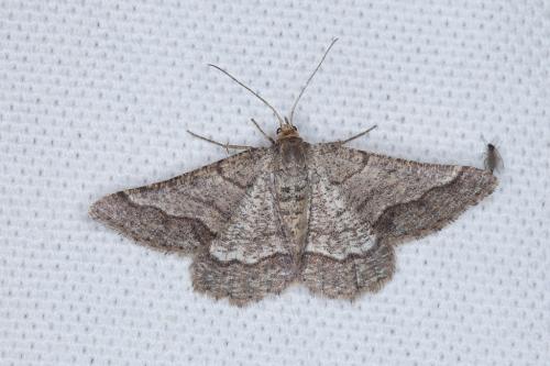 Réf. 207 211 : Isturgia murinaria